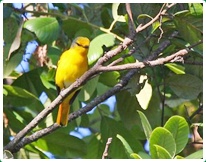 Birds in Chiang Dao 